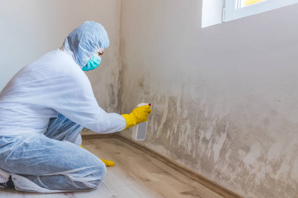Licensed Black Mold Removal service in Arlington Heights, PA - WQB Mold Removal