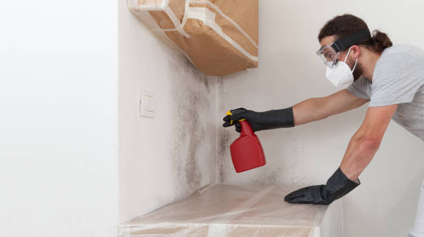 Professional Black Mold Removal technician working in Arlington Heights, PA